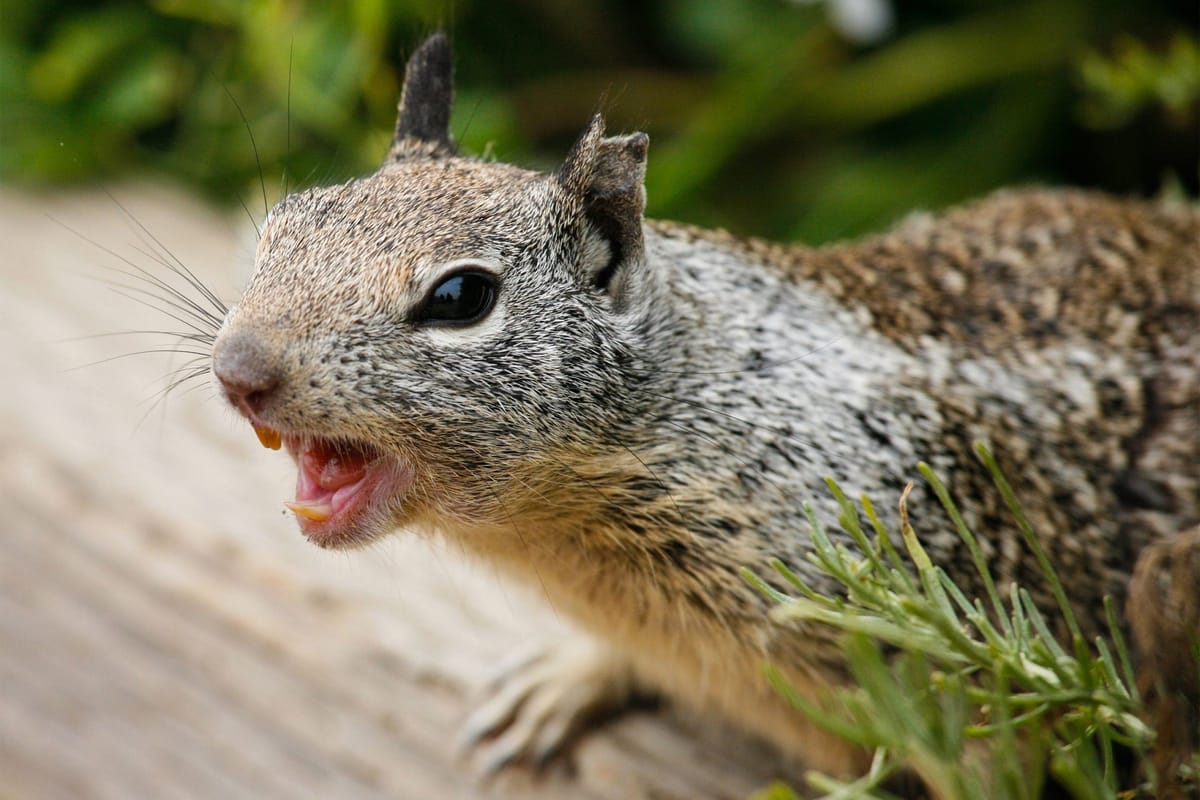 [VIP] Redfin, Q1/2021: The Return of the Rabid Squirrel?