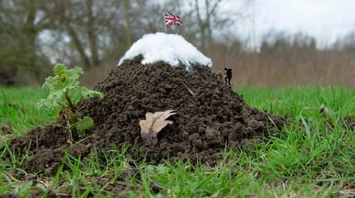 Triumph and the Molehill of Non-Realtor MLS Choice